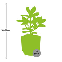 Clusia rosea 'Princess' in Vaso ELHO Vibes Fold, Rosa, Ø14cm ↕25cm
