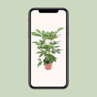 Schefflera actinophylla 'Amate' - Ø24cm - ↕100cm
