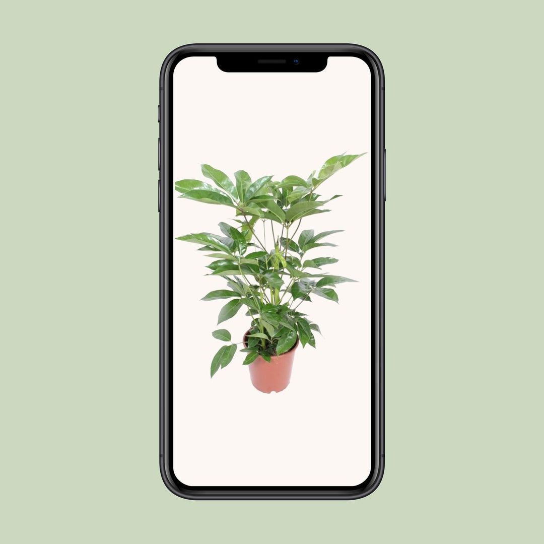 Schefflera actinophylla 'Amate' - Ø24cm - ↕100cm
