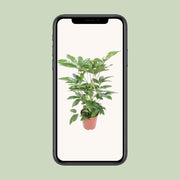 Schefflera actinophylla 'Amate' - Ø24cm - ↕100cm