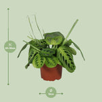 Load image into Gallery viewer, Maranta leuconeura 'Fascinator Lemon Lime' - Ø12cm - ↕30cm