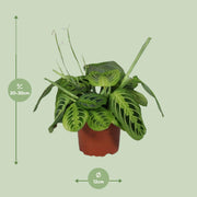 Maranta leuconeura 'Fascinator Lemon Lime' - Ø12cm - ↕30cm