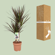 Dracaena marginata 'Magenta' - Ø17cm - ↕80cm