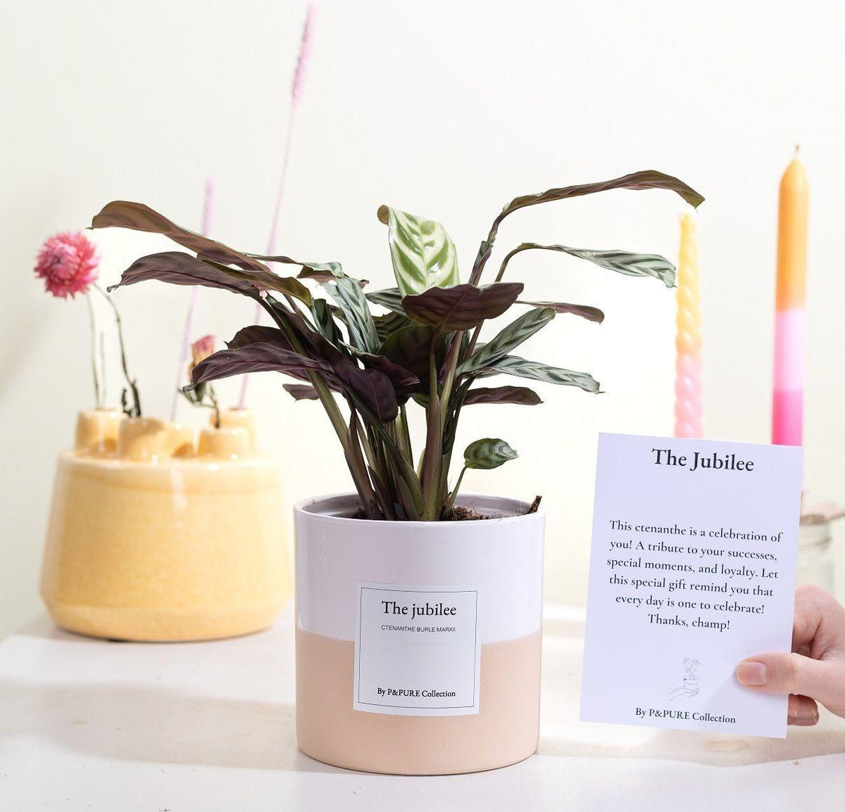 Ctenanthe Burle Marxii Gift "The Jubilee" WITH GREETING CARD! - Ø12cm - ↕25cm