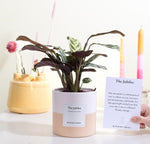 Load image into Gallery viewer, Ctenanthe Burle Marxii Gift "The Jubilee" WITH GREETING CARD! - Ø12cm - ↕25cm