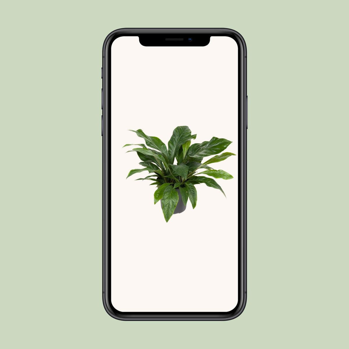 Anthurium hookeri 'Jungle Bush' - Ø30cm - ↕70cm