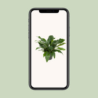 Anthurium hookeri 'Jungle Bush' - Ø30cm - ↕70cm