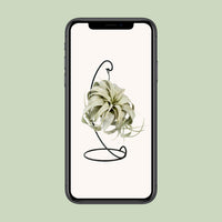 Tillandsia 'King Xero' - Ø12cm - ↕23cm