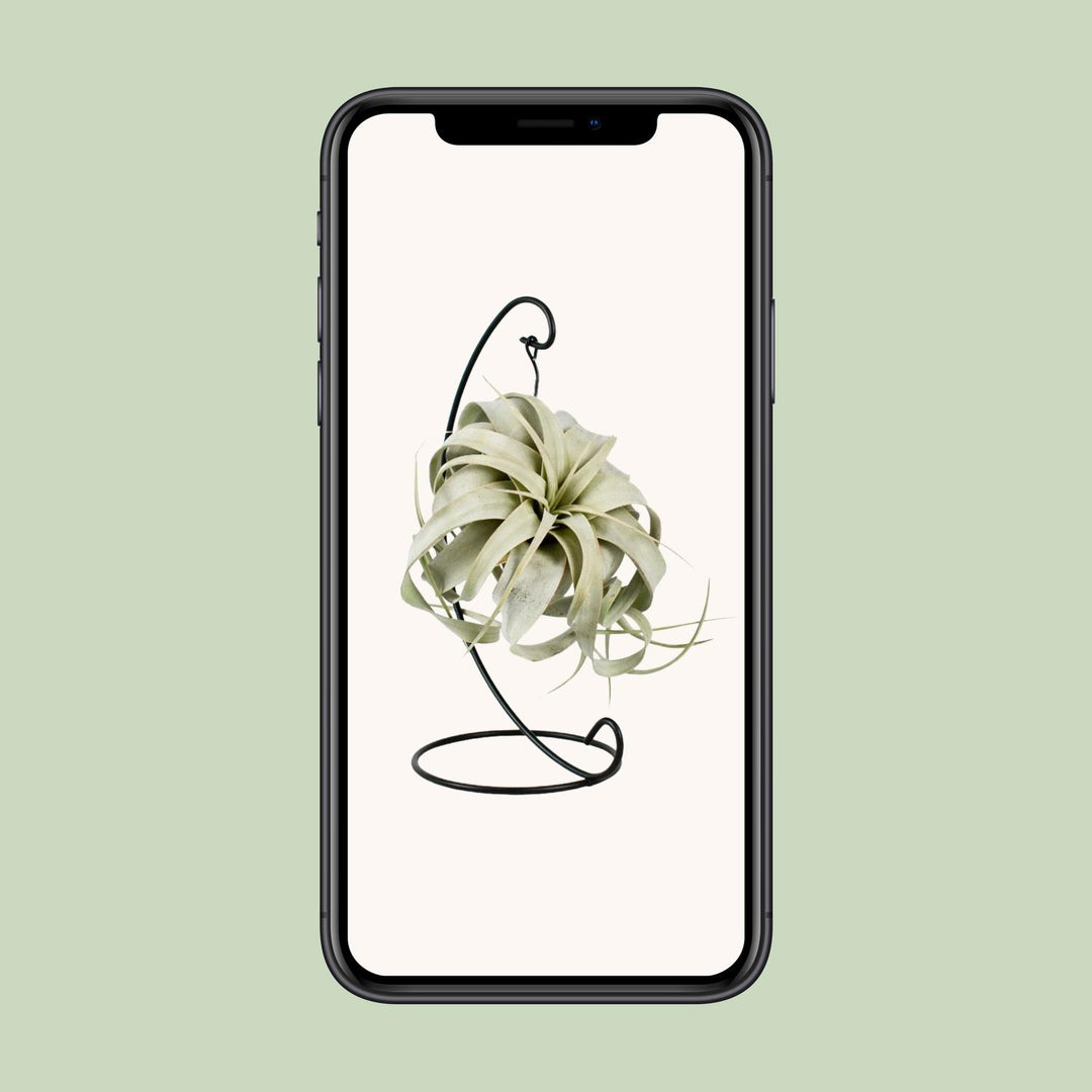 Tillandsia 'King Xero' - Ø12cm - ↕23cm