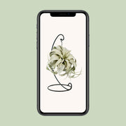 Tillandsia 'King Xero' - Ø12cm - ↕23cm