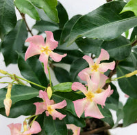 Trachelospermum 'Star of Ibiza' - Gelsomino di Toscana Rosa - Ø15cm - ↕65cm