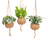 Load image into Gallery viewer, Kokedama Jungle Mix - 3 Plant Hanging Set- Ø17cm - ↕28cm
