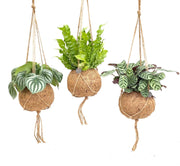 Kokedama Jungle Mix - 3 Plant Hanging Set- Ø17cm - ↕28cm