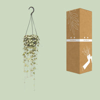 Ceropegia woodii - Ø14cm - ↕50cm