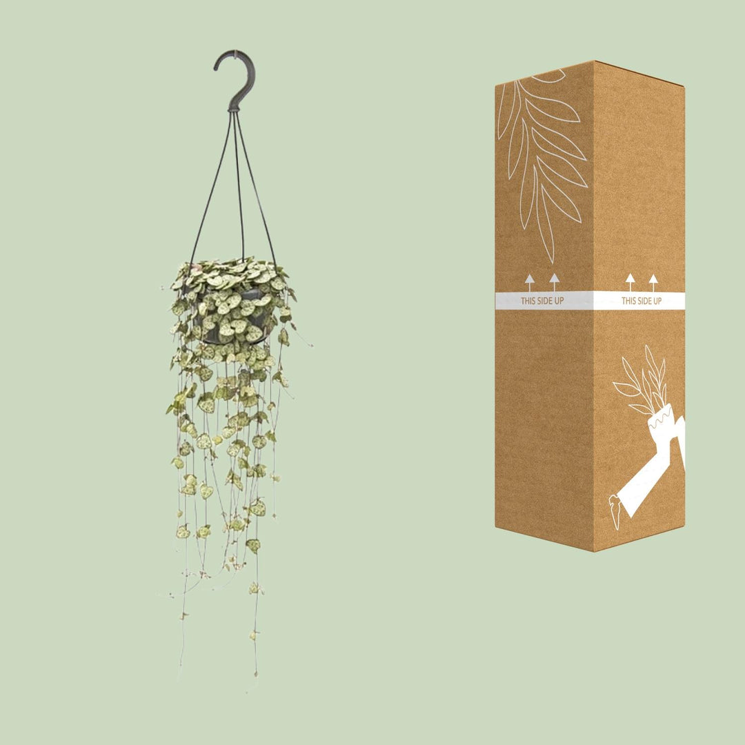 Ceropegia woodii - Ø14cm - ↕50cm