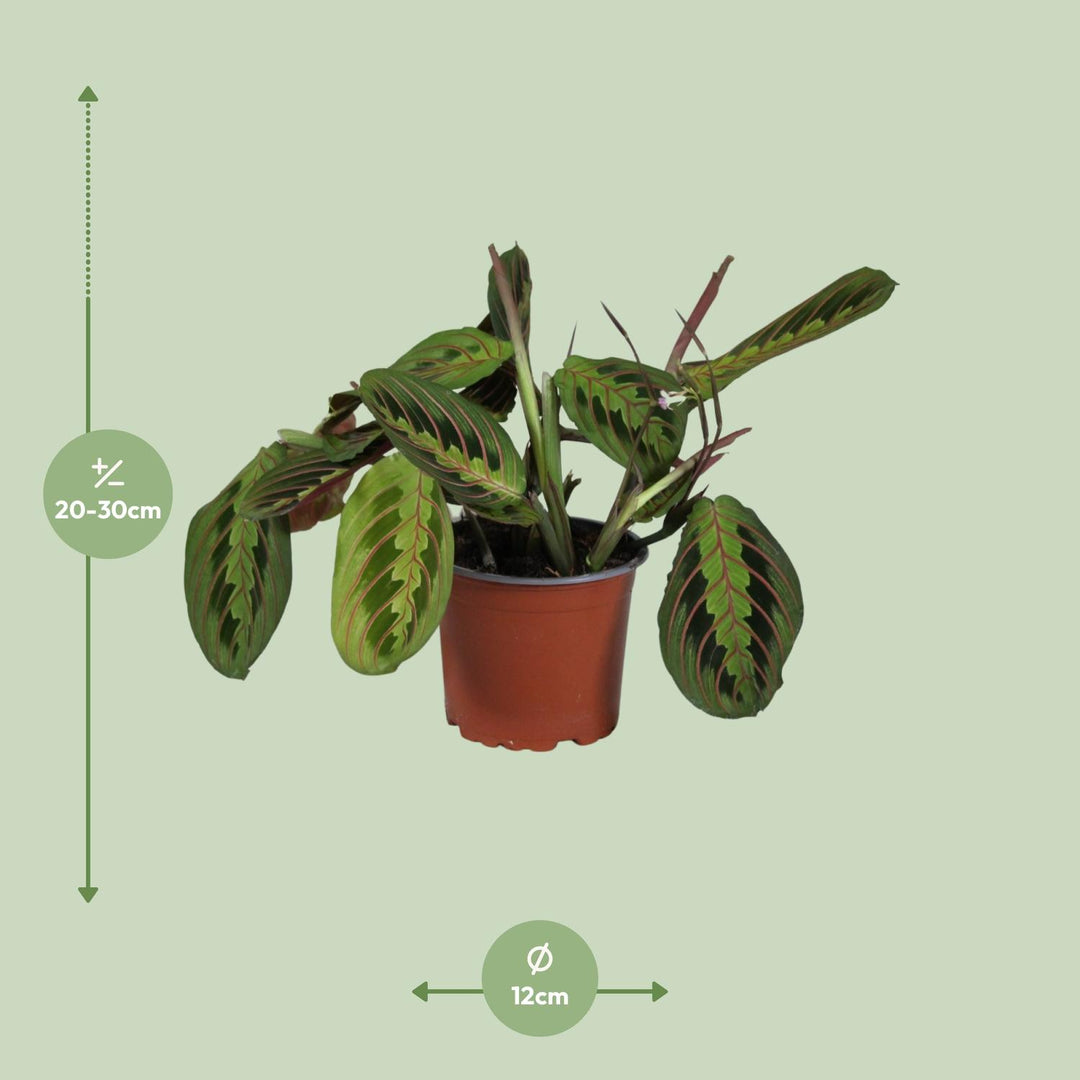 Maranta leuconeura 'Fascinator' - Ø12cm - ↕30cm
