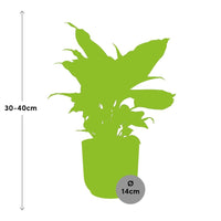 Dieffenbachia seguine ‘Camilla’ in ELHO Vibes Fold, Yellow - Ø14cm - ↕35cm
