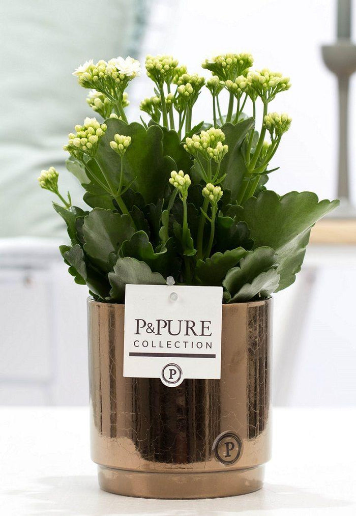Kalanchoe white plant in goldbronze pot from P&PURE, featuring glossy leaves and clusters of white flowers, stylish home accessory.