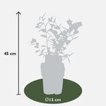 Load image into Gallery viewer, Vaccinium corymbosum &#39;Reka&#39; - Ø13cm - ↕45cm
