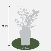 Vaccinium corymbosum 'Reka' - Ø13cm - ↕45cm