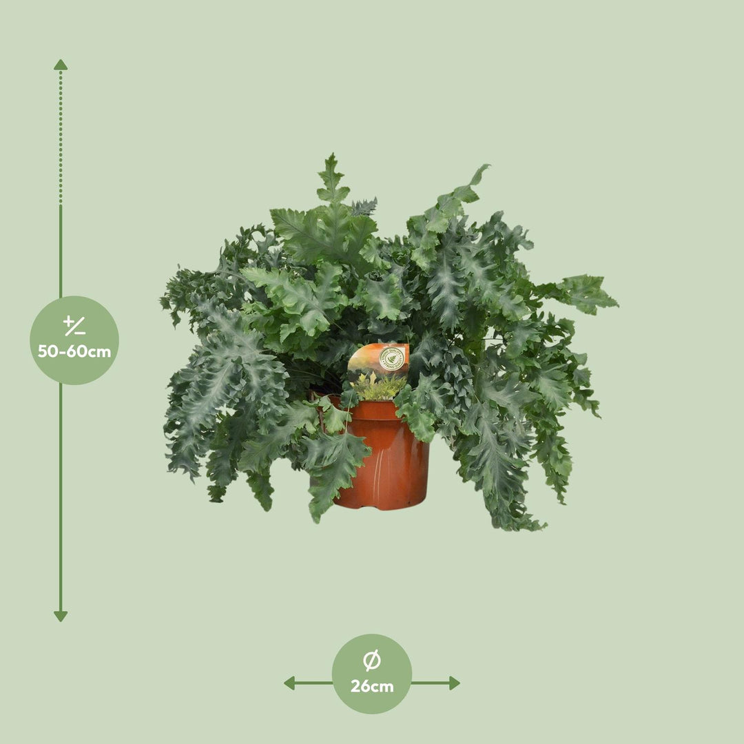 Phlebodium aureum 'Davana' - Ø26cm - ↕60cm