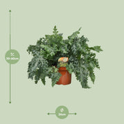 Phlebodium aureum 'Davana' - Ø26cm - ↕60cm