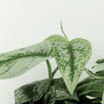 Load image into Gallery viewer, Epipremnum pinnatum &#39;Pictus Trebie&#39; (Scindapsus) - 2 plants - Ø12cm - ↕15cm
