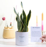 Load image into Gallery viewer, Sansevieria Gift "The Champion" WITH GREETING CARD! - Ø12cm - ↕30cm