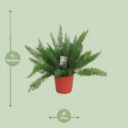Asparagus densiflorus 'Meyers' - Ø27cm - ↕60cm