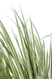 Acorus gramineus 'Argenteostriatus' - Ø14cm - ↕30cm