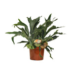 Load image into Gallery viewer, Platycerium bifurcatum - Ø26cm - ↕80cm