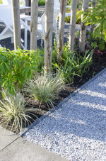 Load image into Gallery viewer, Lomandra longifolia &#39;White Sands&#39; - Ø19cm - ↕40cm
