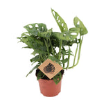 Load image into Gallery viewer, Monstera adansonii - Ø12cm - ↕30cm