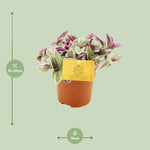 Load image into Gallery viewer, Tradescantia 'Sweetness' - Ø10,5cm - ↕10cm