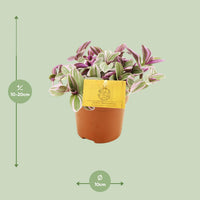Tradescantia 'Sweetness' - Ø10,5cm - ↕10cm
