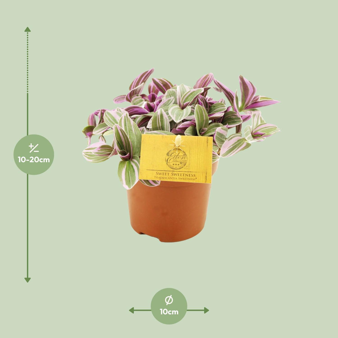 Tradescantia 'Sweetness' - Ø10,5cm - ↕10cm