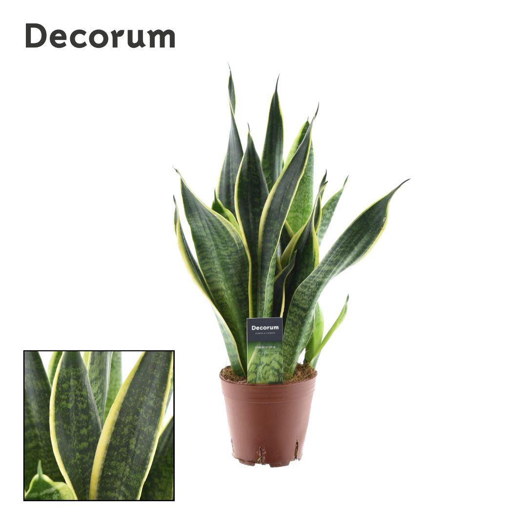 Sansevieria trifasciata 'Futura Superba' - Ø14cm - ↕45cm