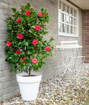 Camellia japonica 'Black Lace' - Ø19cm - ↨65cm