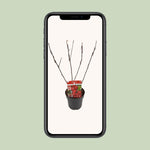 Load image into Gallery viewer, Malus &#39;Appletini&#39; (Apple Tree) - Ø13cm - ↕10cm
