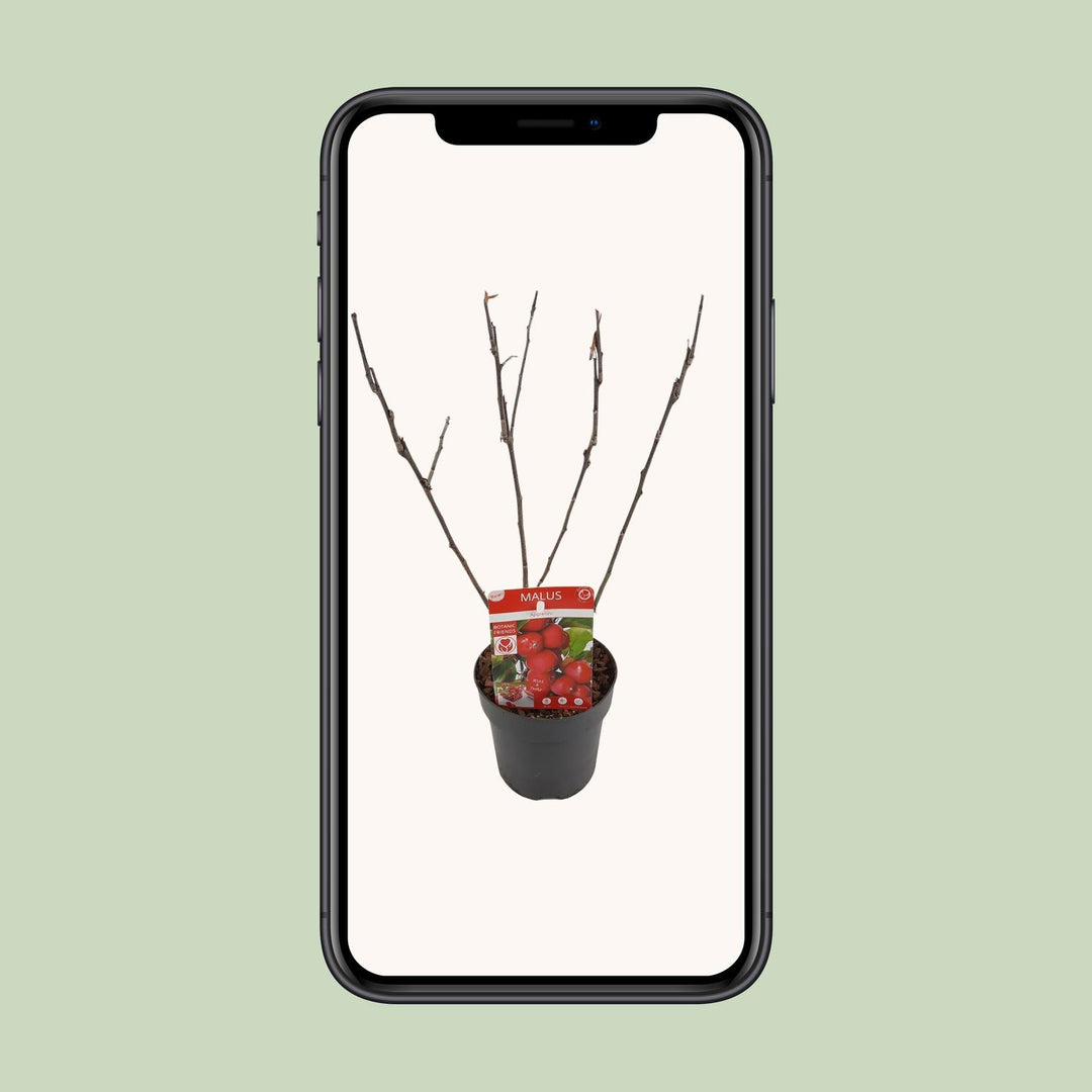 Malus 'Appletini' (Apple Tree) - Ø13cm - ↕10cm