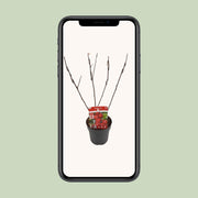 Malus 'Appletini' (Apple Tree) - Ø13cm - ↕10cm