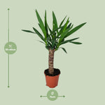 Load image into Gallery viewer, Yucca - Ø14cm - ↕60cm