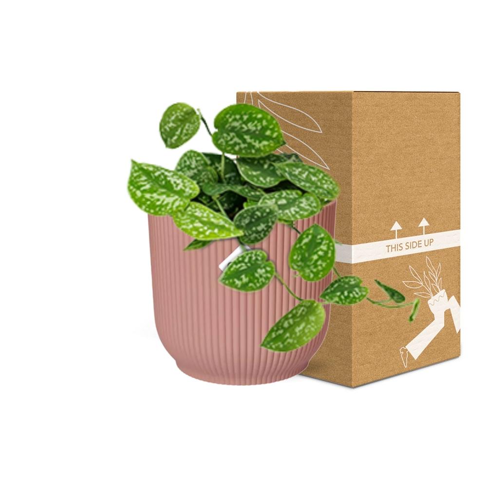 Scindapsus pictus ‘Argyraeus’ in ELHO Vibes Fold Pot, Pink, ø14cm ↕15cm