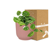 Scindapsus pictus ‘Argyraeus’ in ELHO Vibes Fold Pot, Pink, ø14cm ↕15cm