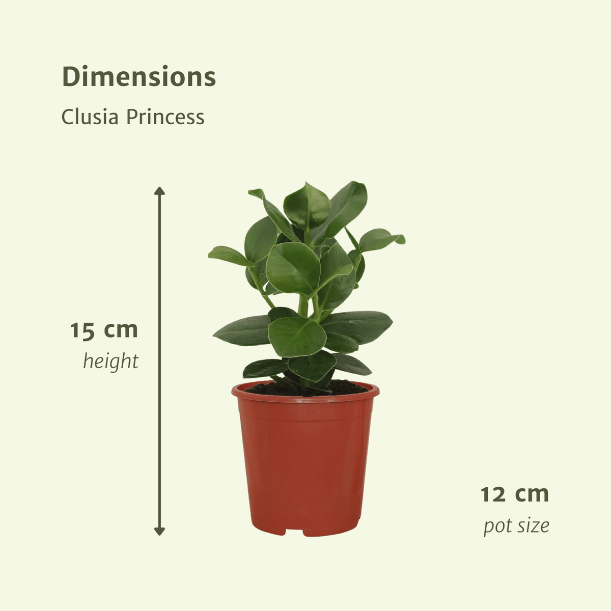 Clusia Princess (Signature Tree) - 2 plants - Ø12cm - ↕15cm