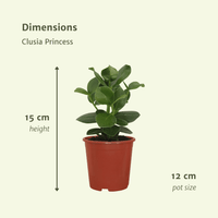 Clusia Princess (Signature Tree) - 2 plants - Ø12cm - ↕15cm