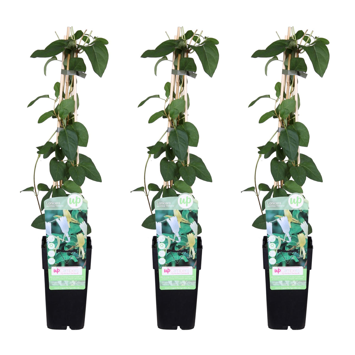 Lonicera japonica 'Halliana' - 3 piante - Ø15cm ↨65cm 