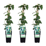 Load image into Gallery viewer, Lonicera japonica &#39;Halliana&#39; - 3 pieces - ↨65cm - Ø15
