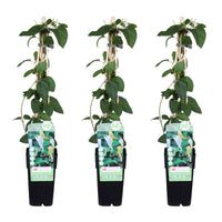 Lonicera japonica 'Halliana' - 3 piante - Ø15cm ↨65cm 
