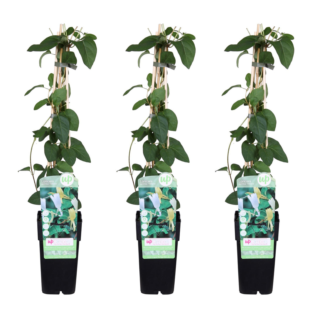 Lonicera japonica 'Halliana' - 3 pieces - ↨65cm - Ø15